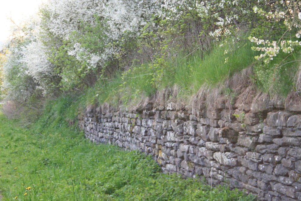 Mehr über den Artikel erfahren VOGEL- UND NATURSCHUTZGRUPPE MAULBACH