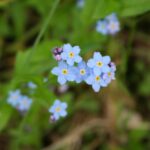 DIE SCHLAUEN FÜCHSE