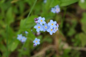 Mehr über den Artikel erfahren DIE SCHLAUEN FÜCHSE