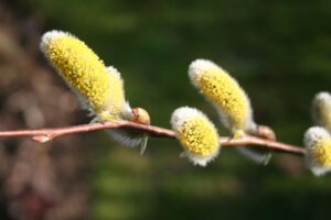 Mehr über den Artikel erfahren NISTKÄSTEN BETREUEN