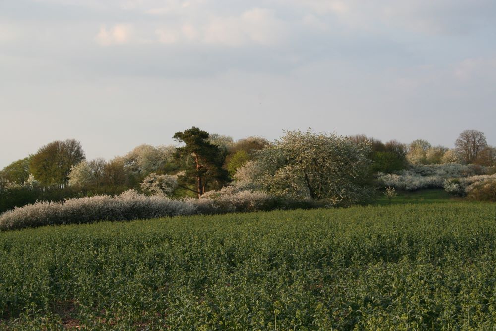 Mehr über den Artikel erfahren FUCHS – WIESEL – WOLF …
